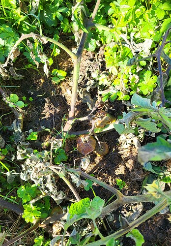 Tomatoes_fungus