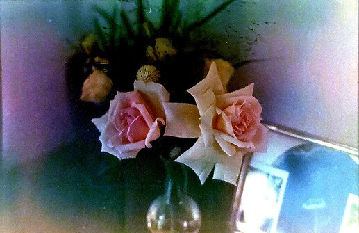 roses