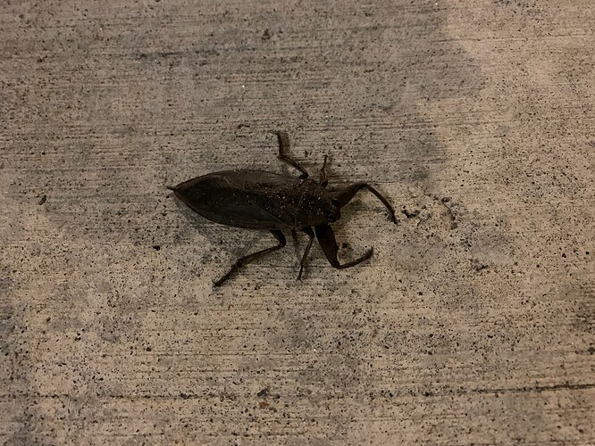 giant waterbug