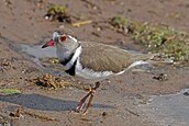 1920px-Three-banded_plover_(Charadrius_tricollaris)