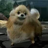 pomeranian