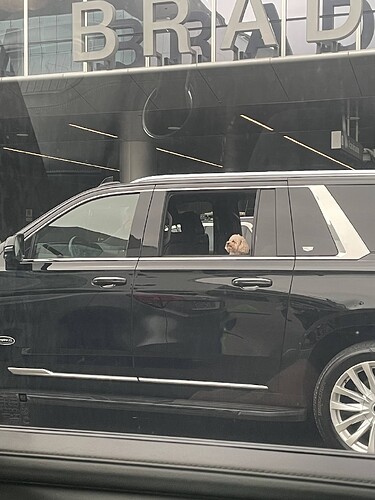 dog in car