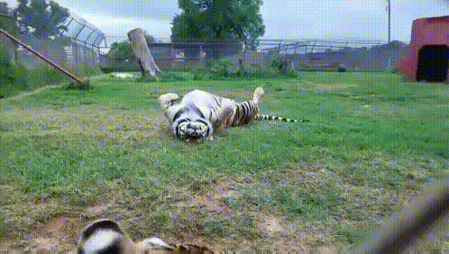 tiger-cute (1)