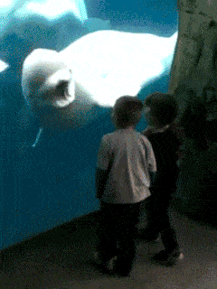 yelling at the children